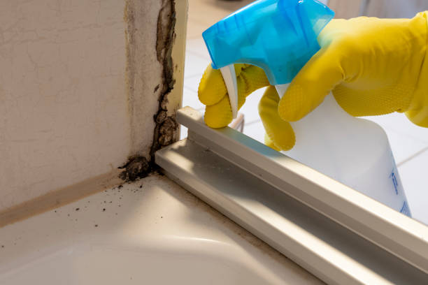 Best Mold Removal Process  in Franklin, KY