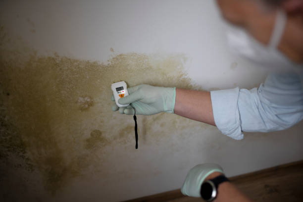 Home Mold Removal in Franklin, KY