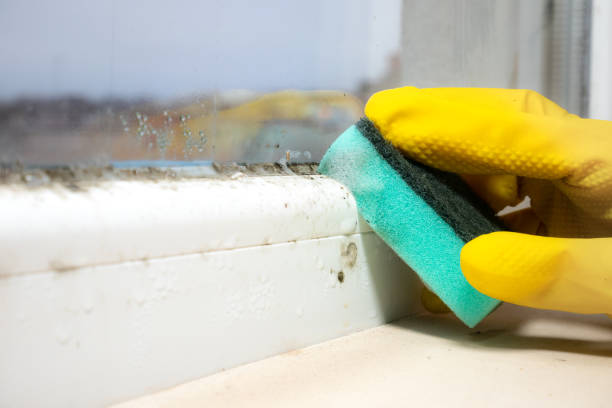 Best Mold Cleaning Services  in Franklin, KY