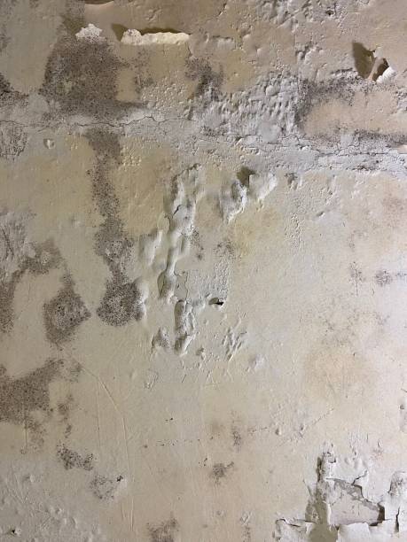 Best Fast Mold Removal  in Franklin, KY