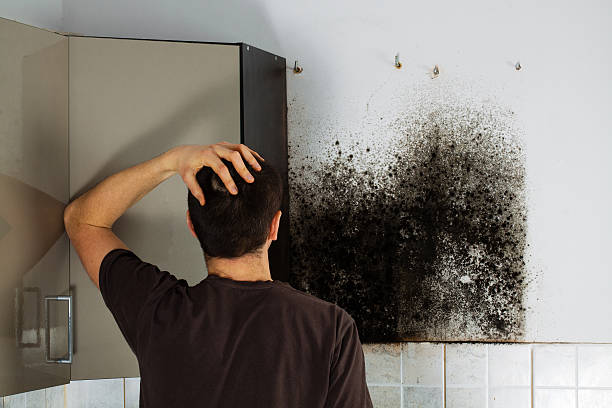 Trusted Franklin, KY Mold Removal Experts