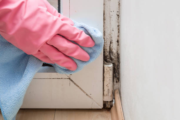 Best Office Mold Removal Services  in Franklin, KY
