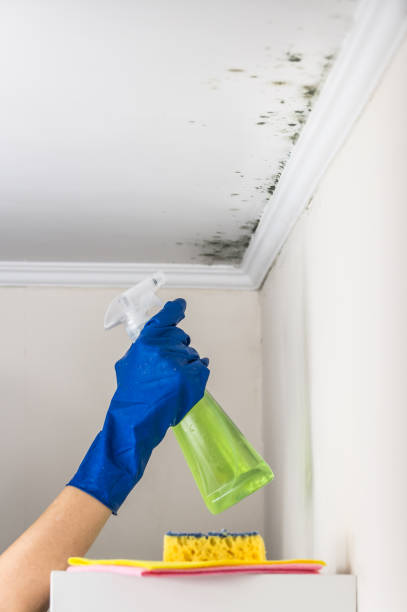 Best Local Mold Removal Service  in Franklin, KY