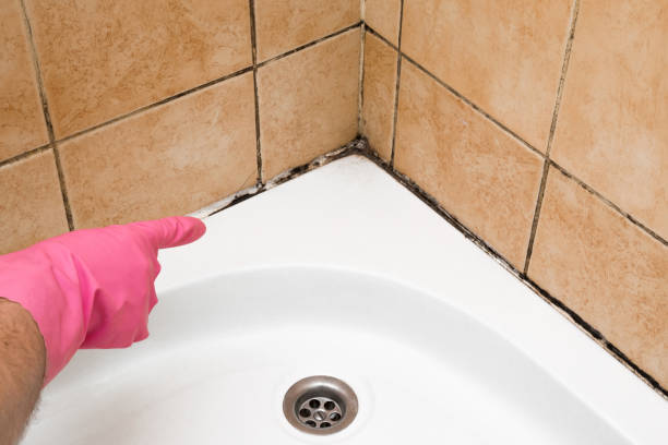 Best Home Mold Removal  in Franklin, KY